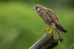 Little kestrel