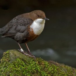 Dipper