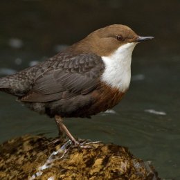 Dipper