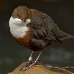 Dipper