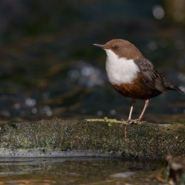 Dipper