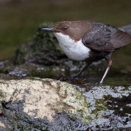 Dipper