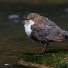 Dipper
