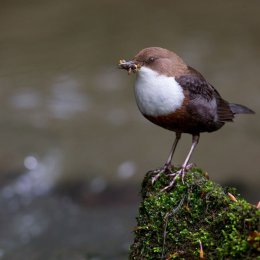 Dipper