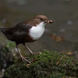 Dipper