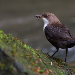 Dipper
