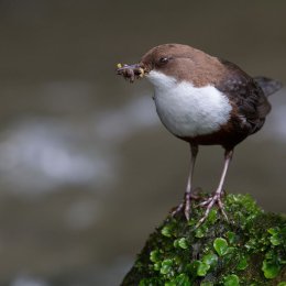 Dipper