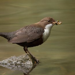 Dipper