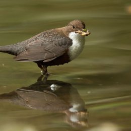 Dipper