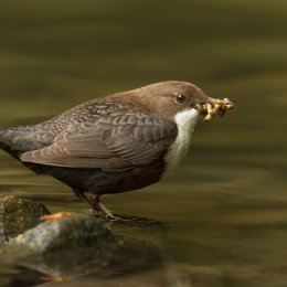 Dipper