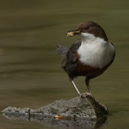 Dipper