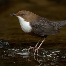 Dipper