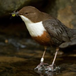 Dipper