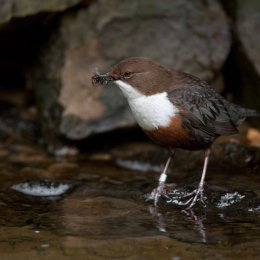 Dipper