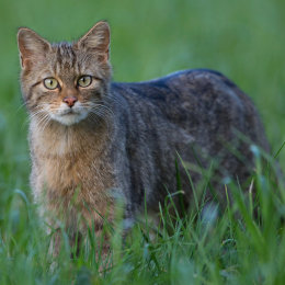 Wild cat