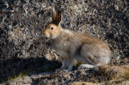 Mountain hare