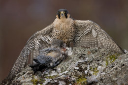 Peregrine