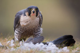 Peregrine