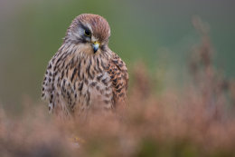 Little kestrel