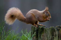 Red squirrel