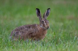 Brown hare