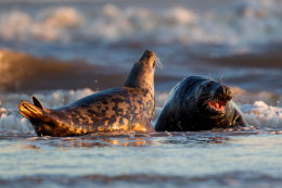 Grey seal