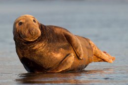 Grey seal