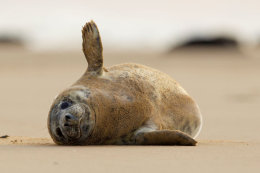 Grey seal