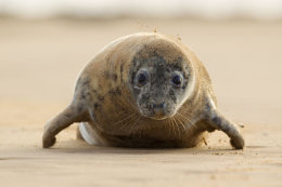 Grey seal