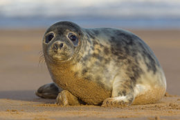 Grey seal