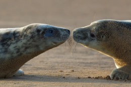 Grey seal