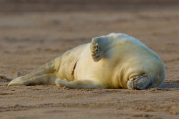 Grey seal