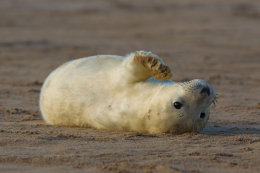 Grey seal