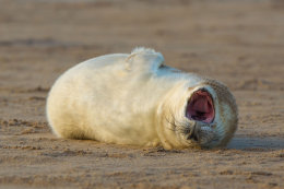 Grey seal