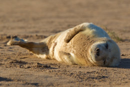 Grey seal