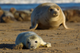 Grey seal