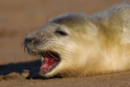 Grey seal