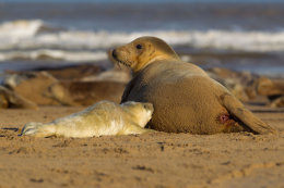 Grey seal
