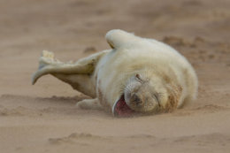 Grey seal