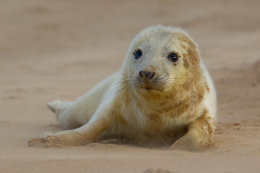 Grey seal