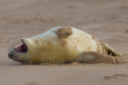 Grey seal