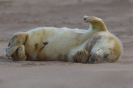 Grey seal