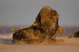 Grey seal