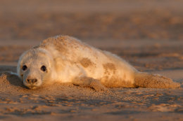 Grey seal