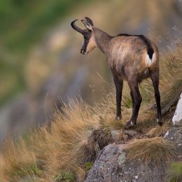 Chamois