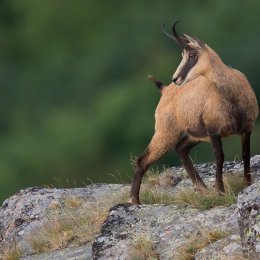 Chamois