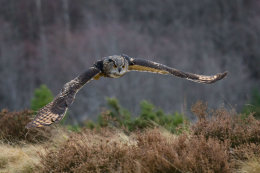 Eagle owl