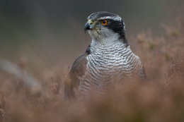 Goshawk