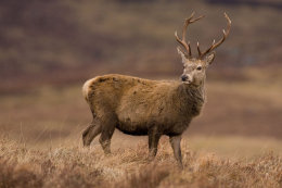 Red deer