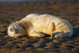 Grey seal puppy